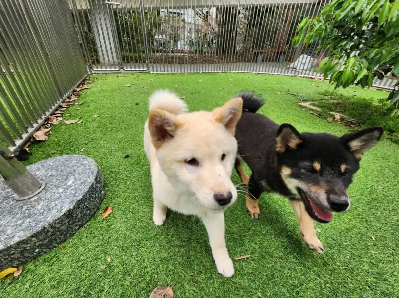 領養柴犬 領養柴犬