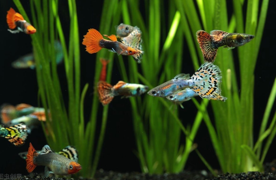 孔雀魚飼養 孔雀魚飼養