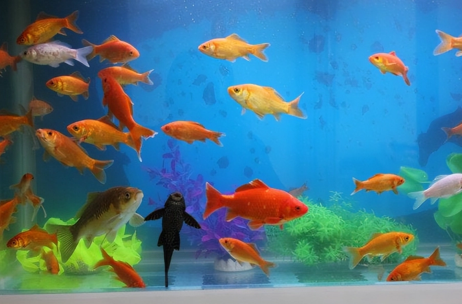 新手養魚推薦 新手養魚推薦