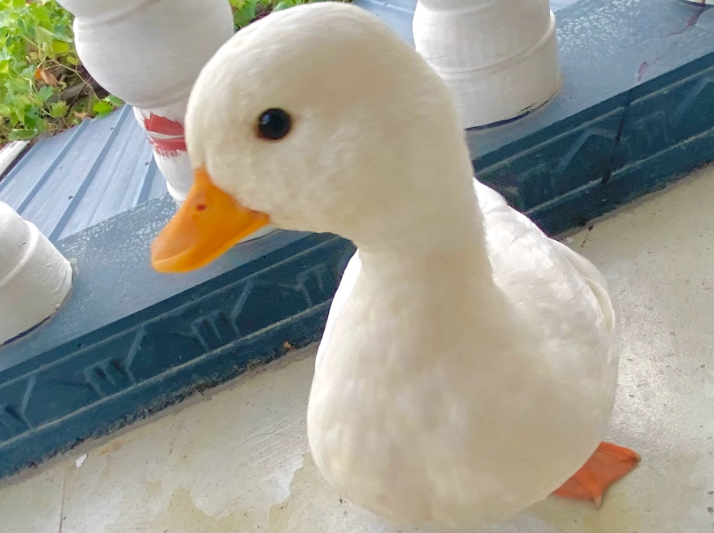 柯爾鴨飼養
