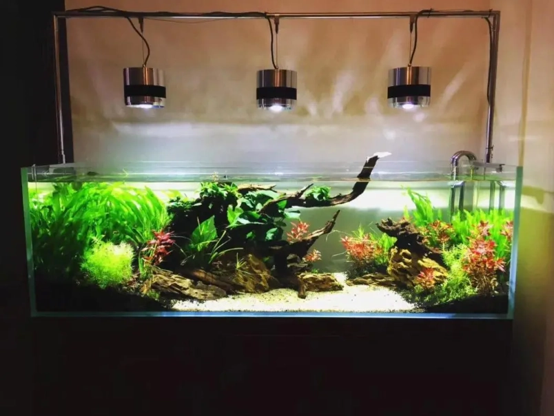 不打氣養魚 不打氣養魚
