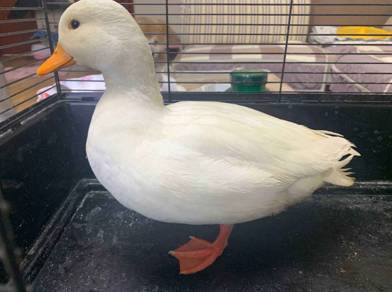 柯爾鴨飼養