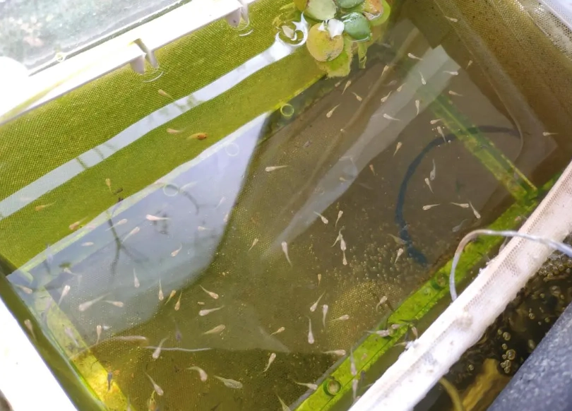 耐低氧觀賞魚 耐低氧觀賞魚
