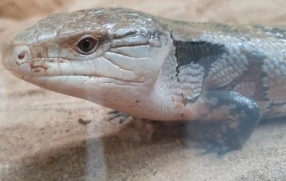 藍舌蜥飼養