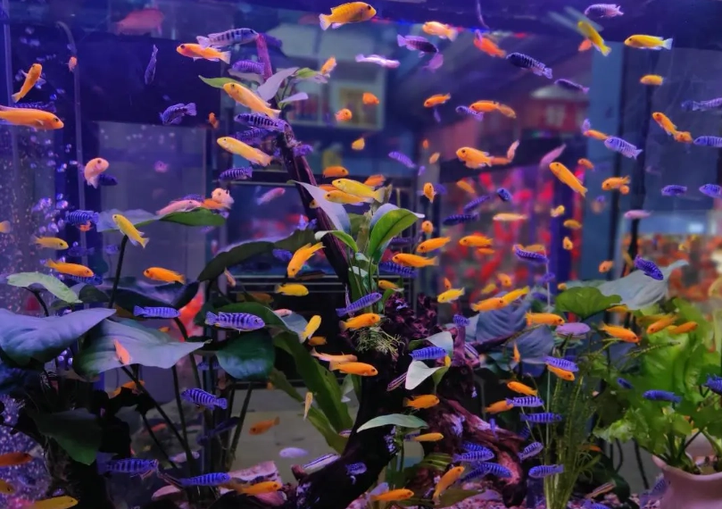 耐低氧觀賞魚 耐低氧觀賞魚