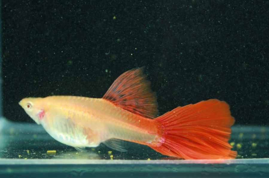 孔雀魚繁殖 孔雀魚繁殖