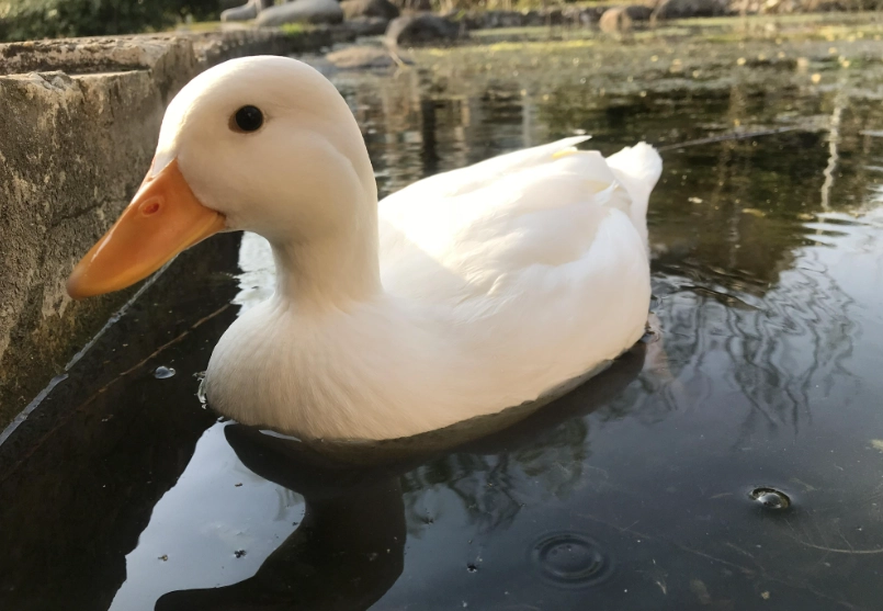 柯爾鴨飼養