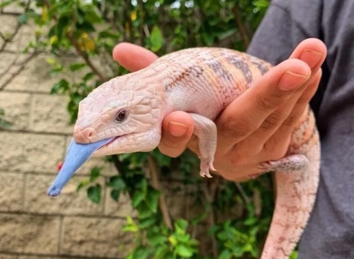 藍舌蜥飼養