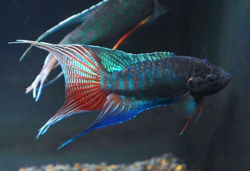 鬥魚容易死原因