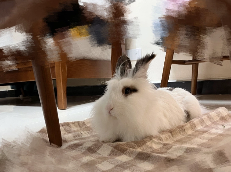 兔子清潔