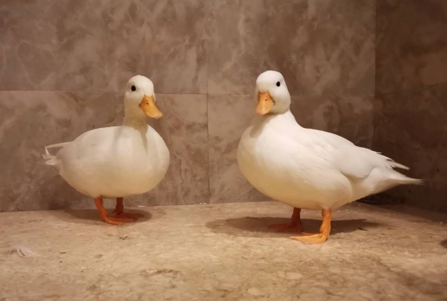 柯爾鴨飼養