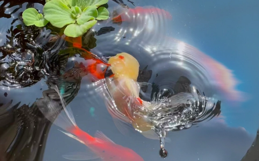 不打氣養魚 不打氣養魚