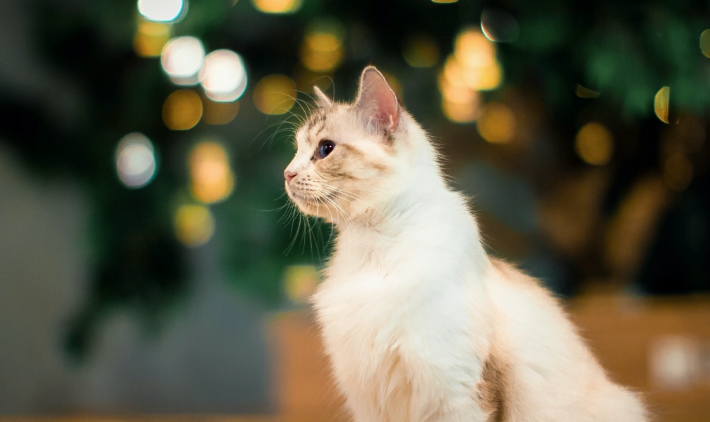 新手养猫 新手养猫