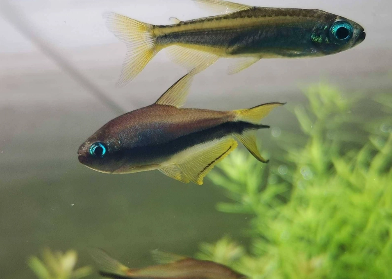 燈科魚種類 燈科魚種類