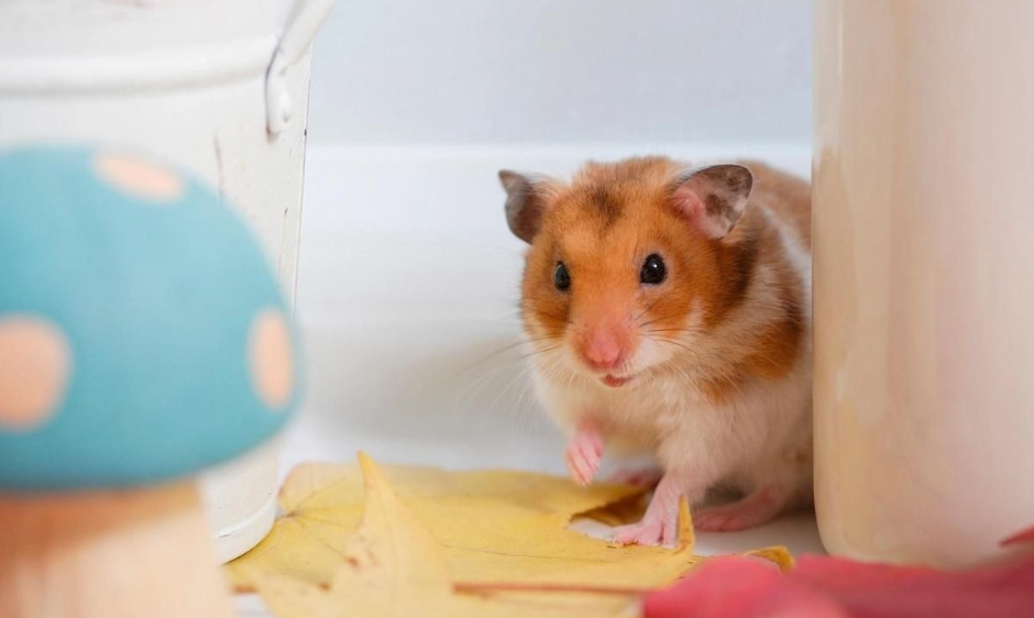 一線鼠飼養 一線鼠飼養
