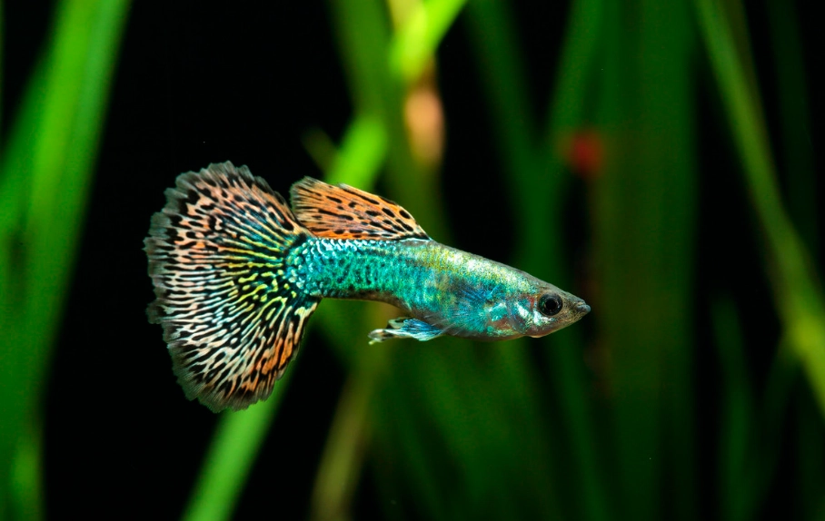 孔雀魚適合溫度