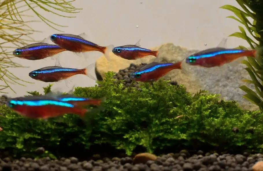 紅蓮燈飼養 紅蓮燈飼養