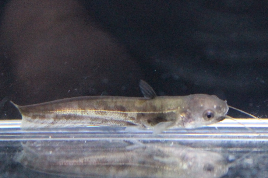 垃圾魚 垃圾魚