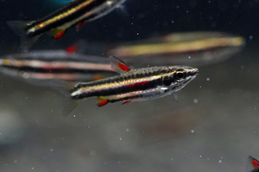 日光燈魚飼養 日光燈魚飼養