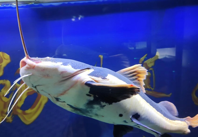 清道夫魚