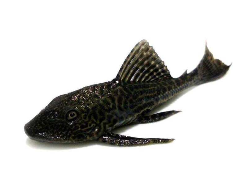 清道夫魚飼養