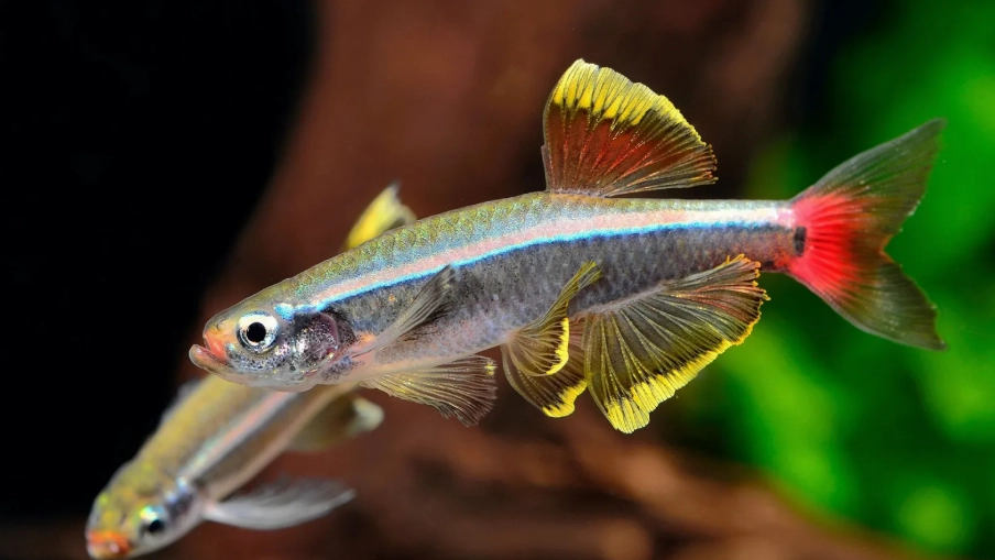 日光燈魚水溫 日光燈魚水溫