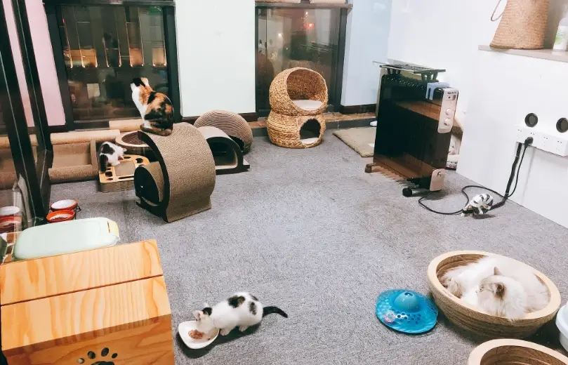 室內養貓