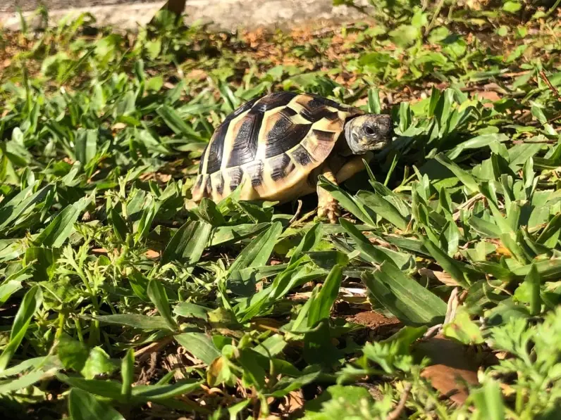 寵物龜飼養 寵物龜飼養