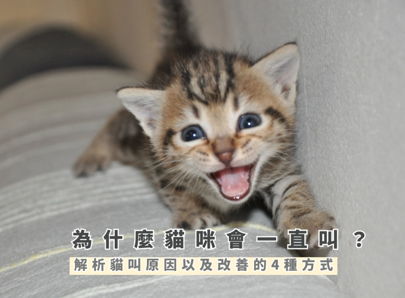 貓咪一直叫原因 貓咪一直叫原因
