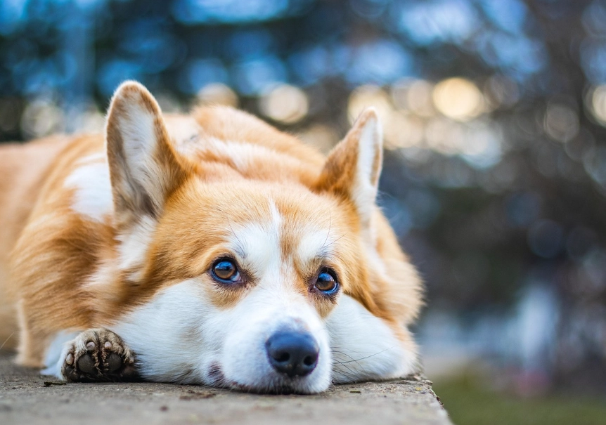 狗犬飼養