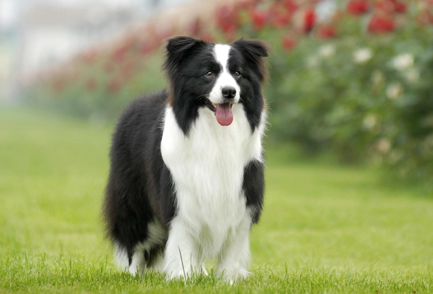 狗犬訓練
