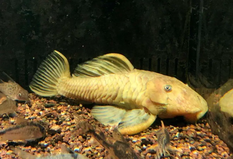 垃圾魚