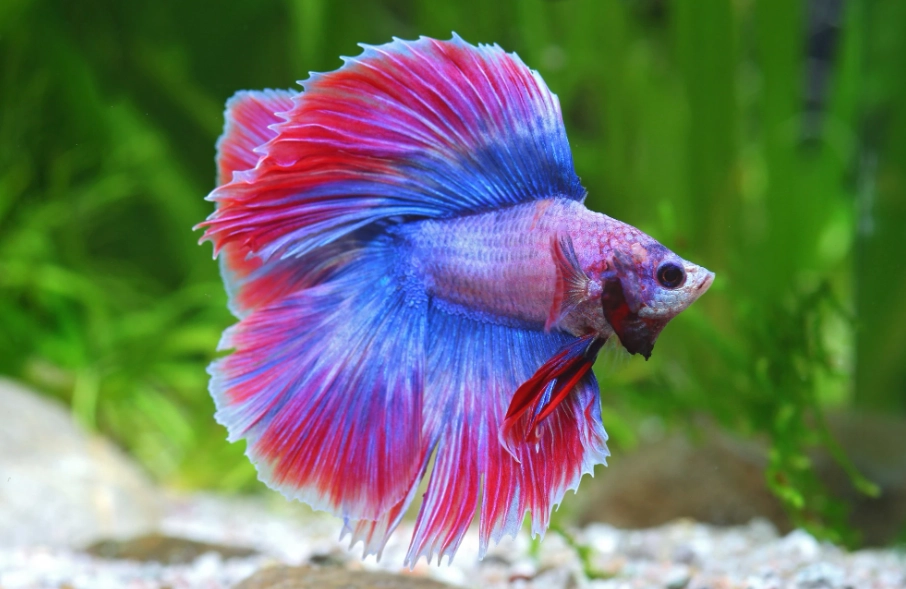 泰國鬥魚 泰國鬥魚