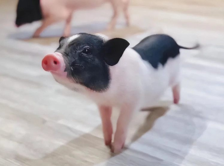 寵物豬飼養