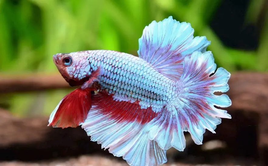 鬥魚增色 鬥魚增色