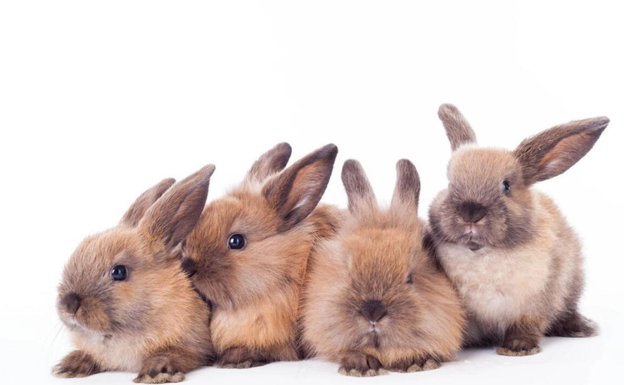 兔兔飼養 兔兔飼養