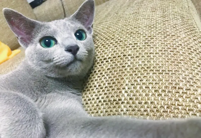 俄羅斯藍貓飼養