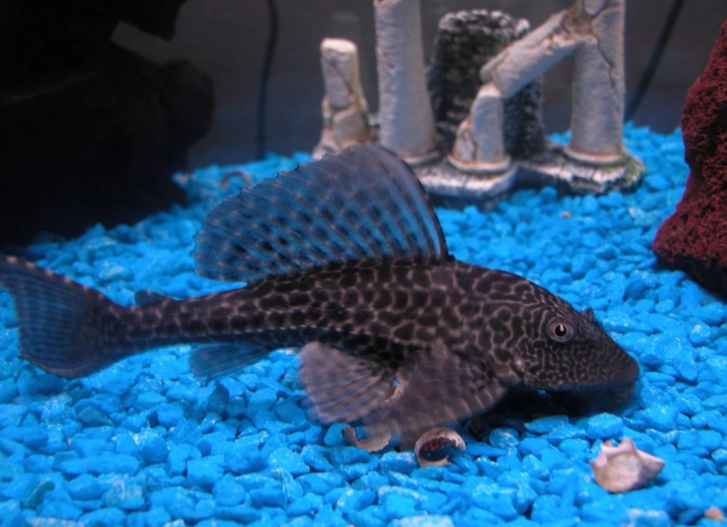 清道夫魚