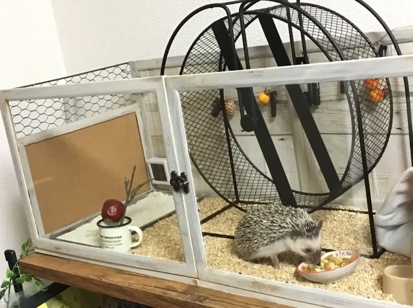 寵物刺蝟
