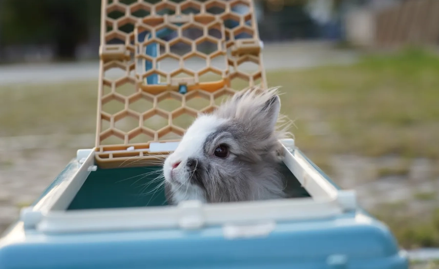 兔兔飼養 兔兔飼養