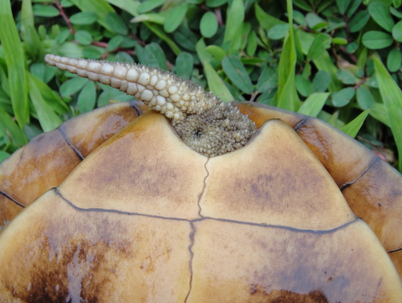 烏龜死亡症狀