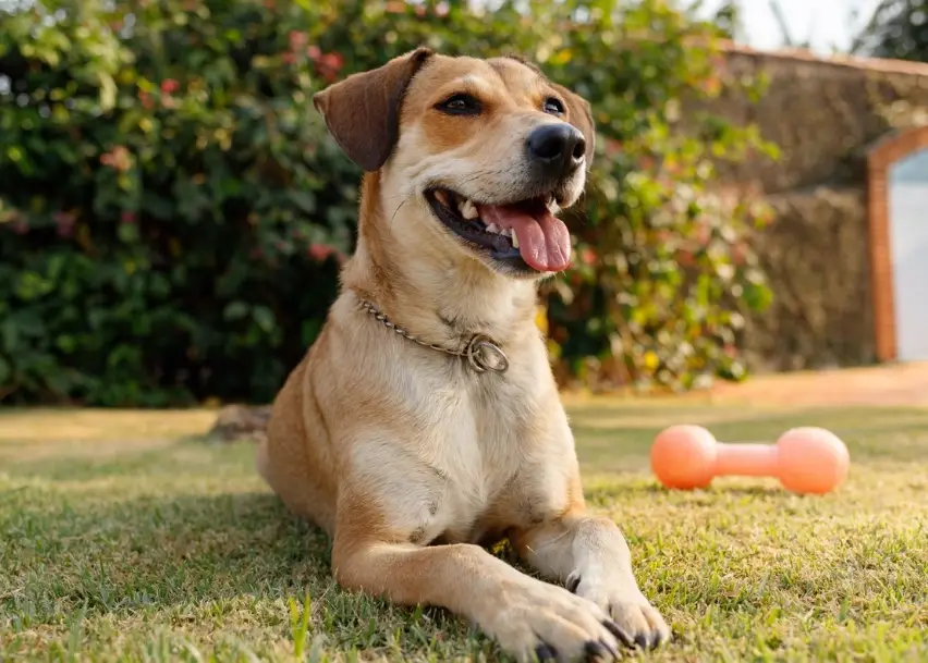 米克斯犬飼養