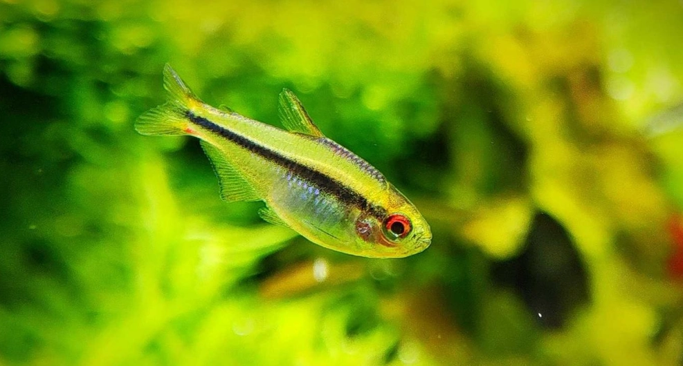 燈科魚飼養 燈科魚飼養