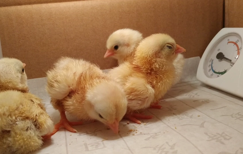 寵物雞飼養