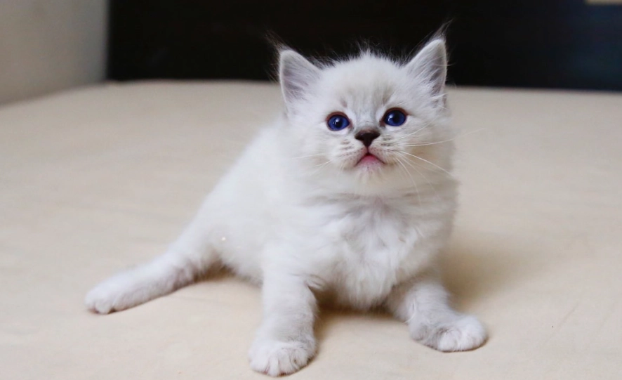 山貓紋布偶貓飼養