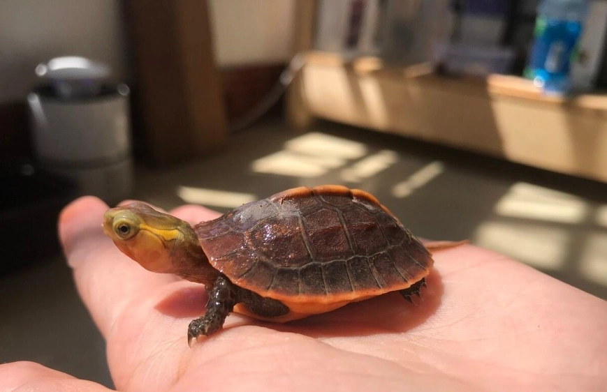 陸龜飼養