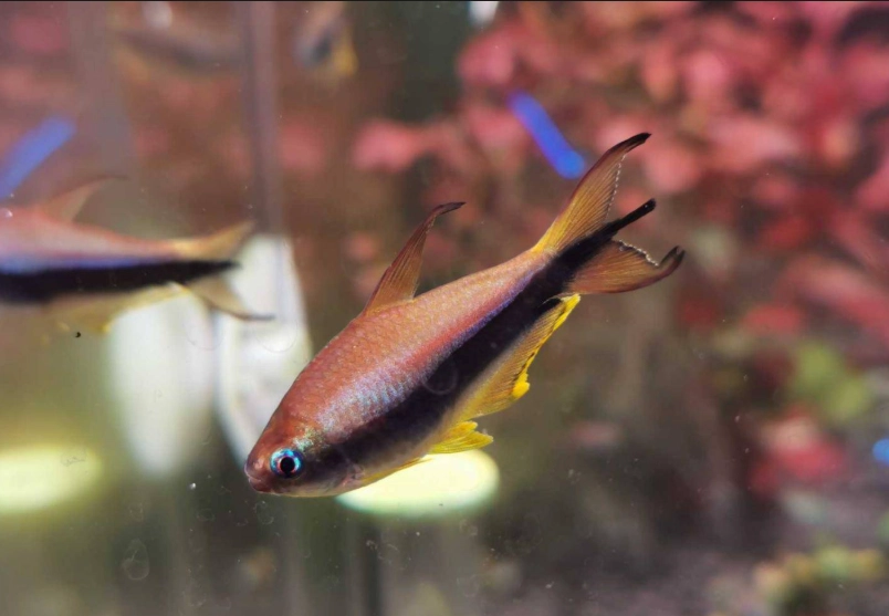 燈科魚飼養 燈科魚飼養