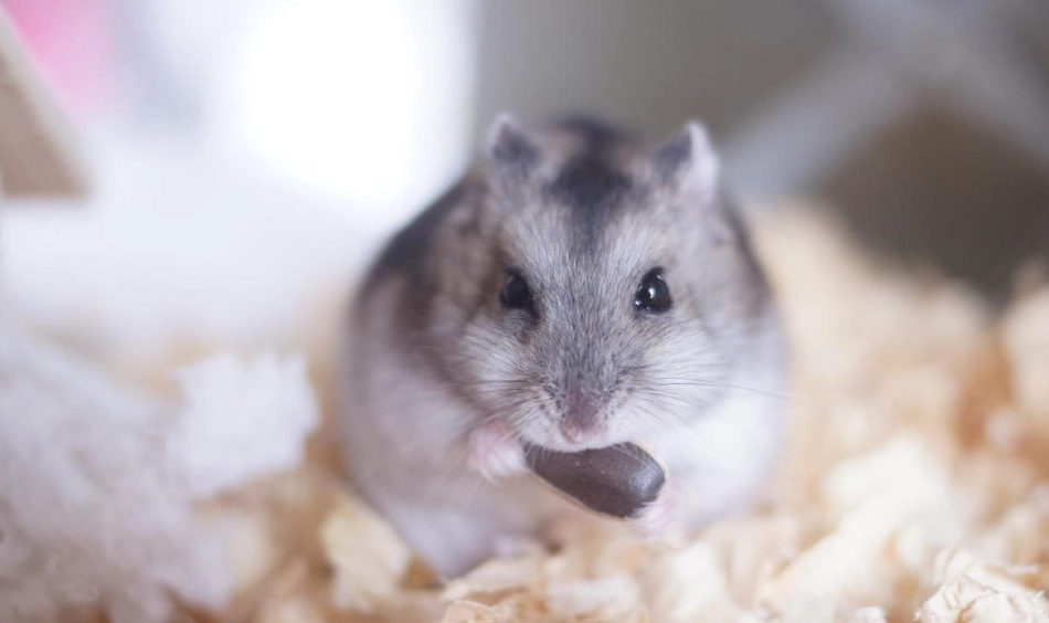 寵物鼠飼養 寵物鼠飼養