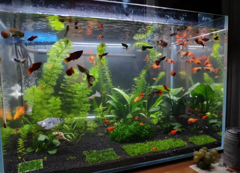 不用打氣的魚推薦：10種不需氧氣泵的耐低氧觀賞魚