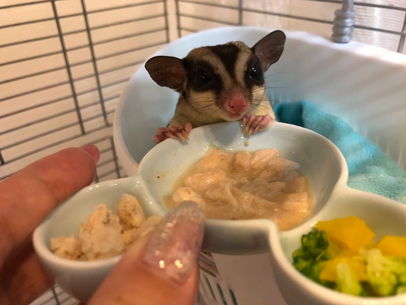 蜜袋鼯餵食